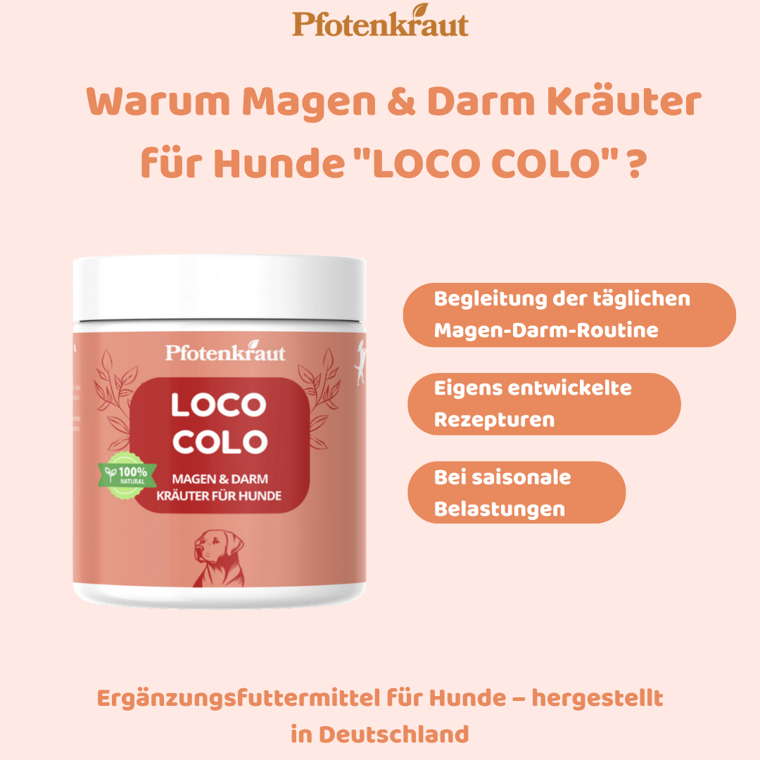 Darmprobleme beim Hund was hilft