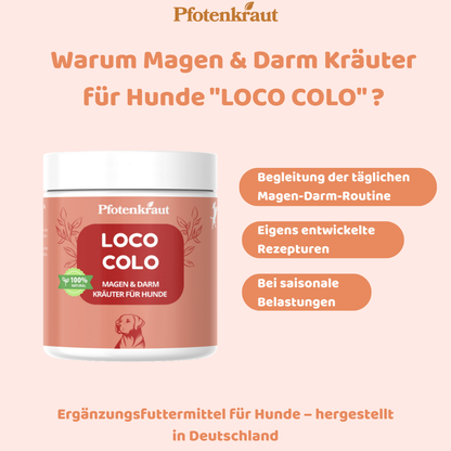 Darmprobleme beim Hund was hilft