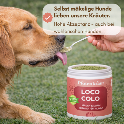 kräuter magen darm hund
