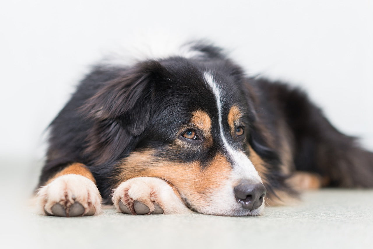 Video laden: Wurmkur hund ohne chemie